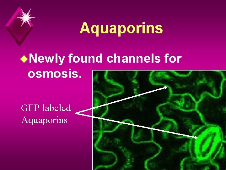 Aquaporins u. Newly found channels for osmosis. GFP labeled Aquaporins 