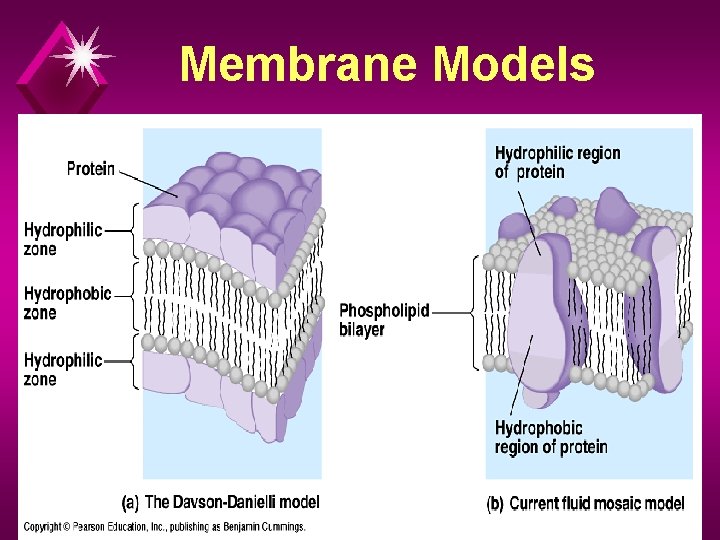 Membrane Models 