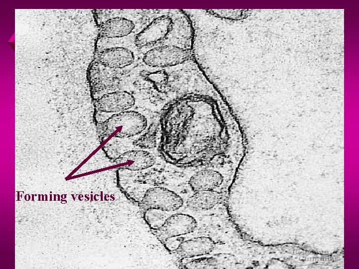 Forming vesicles 