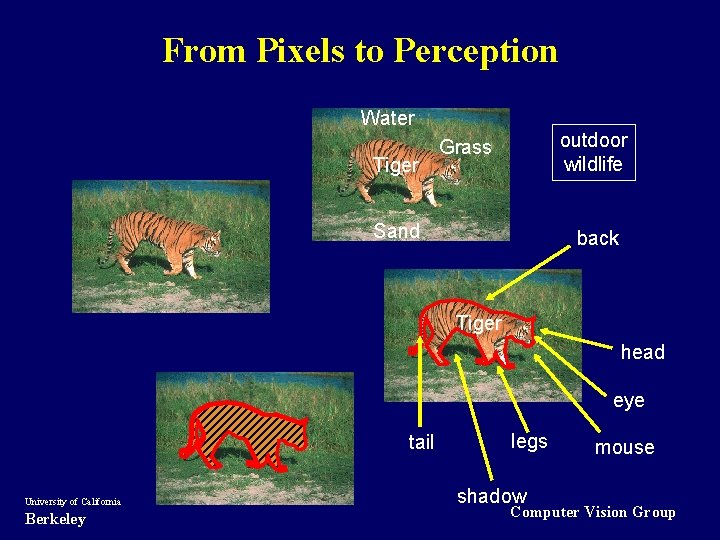 From Pixels to Perception Water Tiger outdoor wildlife Grass Sand back Tiger head eye