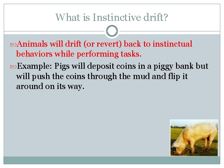 What is Instinctive drift? Animals will drift (or revert) back to instinctual behaviors while