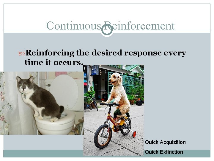 Continuous Reinforcement Reinforcing the desired response every time it occurs. Quick Acquisition Quick Extinction