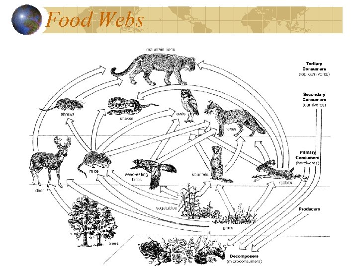 Food Webs 