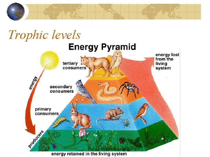 Trophic levels 