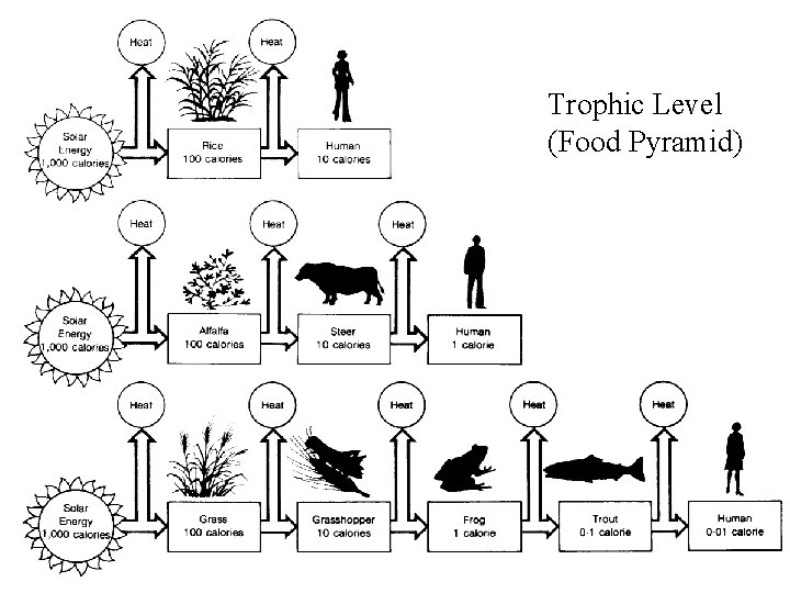 Trophic Level (Food Pyramid) 