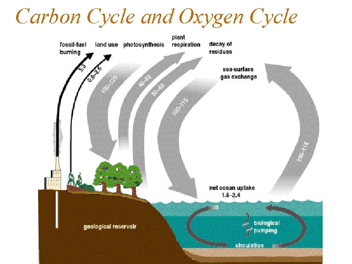 Carbon Cycle and Oxygen Cycle 