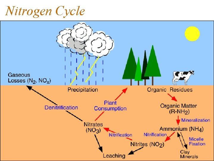 Nitrogen Cycle 