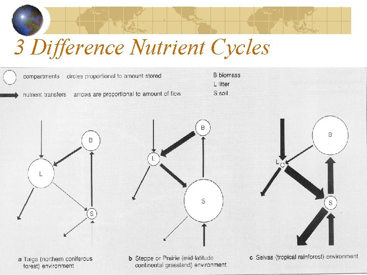 3 Difference Nutrient Cycles 