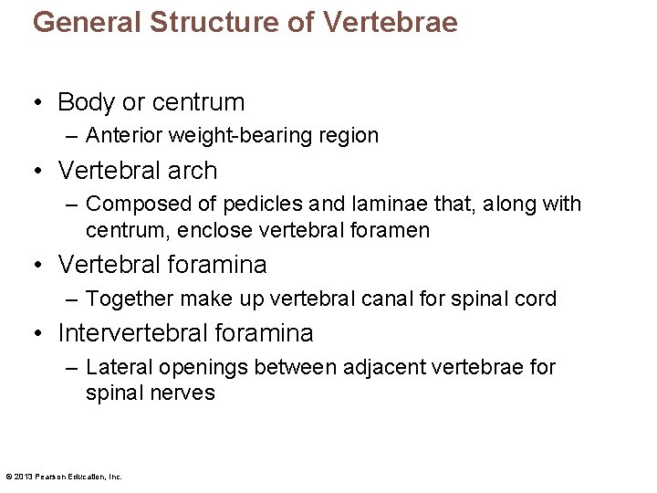 General Structure of Vertebrae • Body or centrum – Anterior weight-bearing region • Vertebral