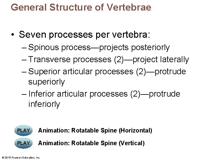 General Structure of Vertebrae • Seven processes per vertebra: – Spinous process—projects posteriorly –