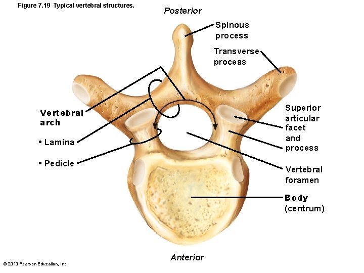 Figure 7. 19 Typical vertebral structures. Posterior Spinous process Transverse process Superior articular facet