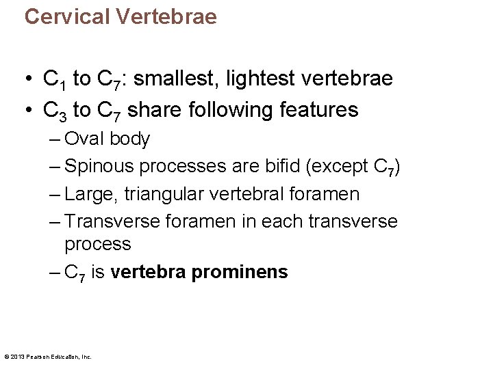 Cervical Vertebrae • C 1 to C 7: smallest, lightest vertebrae • C 3