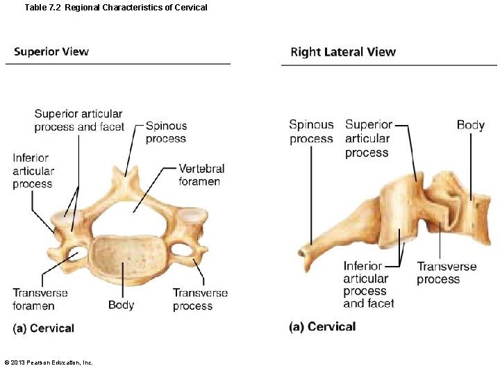 Table 7. 2 Regional Characteristics of Cervical © 2013 Pearson Education, Inc. 