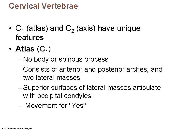 Cervical Vertebrae • C 1 (atlas) and C 2 (axis) have unique features •