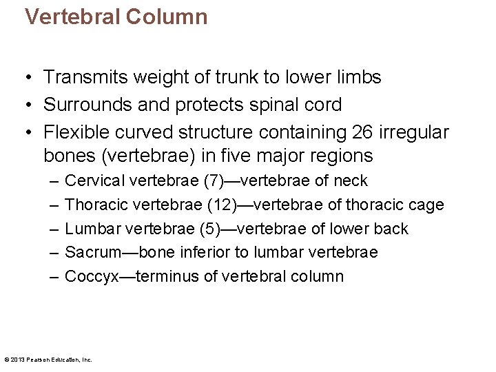 Vertebral Column • Transmits weight of trunk to lower limbs • Surrounds and protects