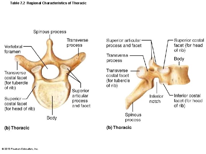 Table 7. 2 Regional Characteristics of Thoracic © 2013 Pearson Education, Inc. 