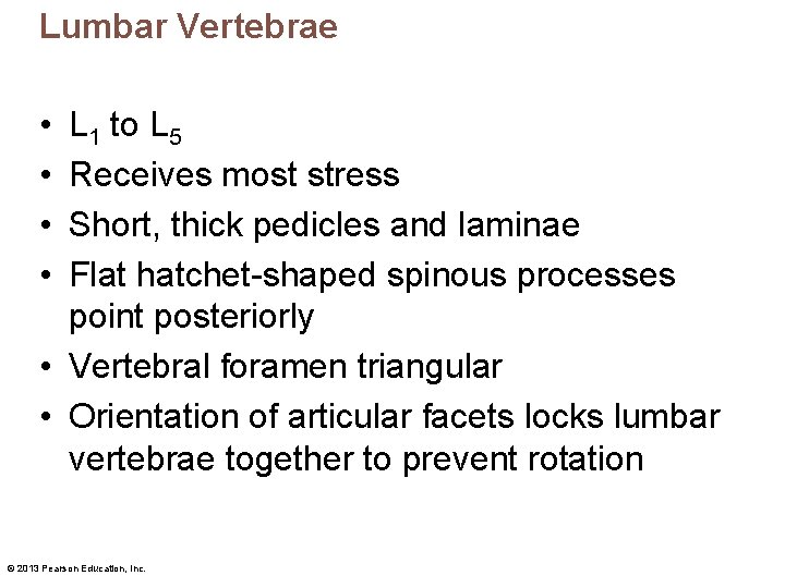 Lumbar Vertebrae • • L 1 to L 5 Receives most stress Short, thick