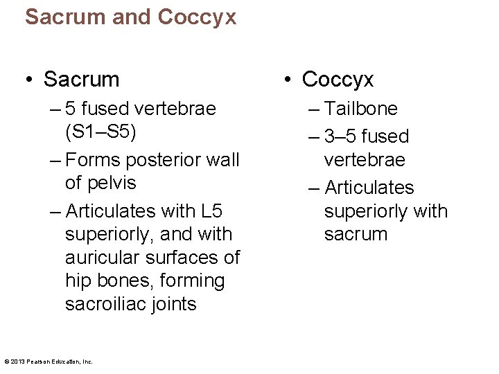 Sacrum and Coccyx • Sacrum – 5 fused vertebrae (S 1–S 5) – Forms