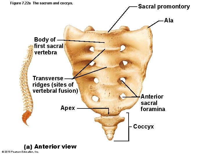 Figure 7. 22 a The sacrum and coccyx. Sacral promontory Ala Body of first