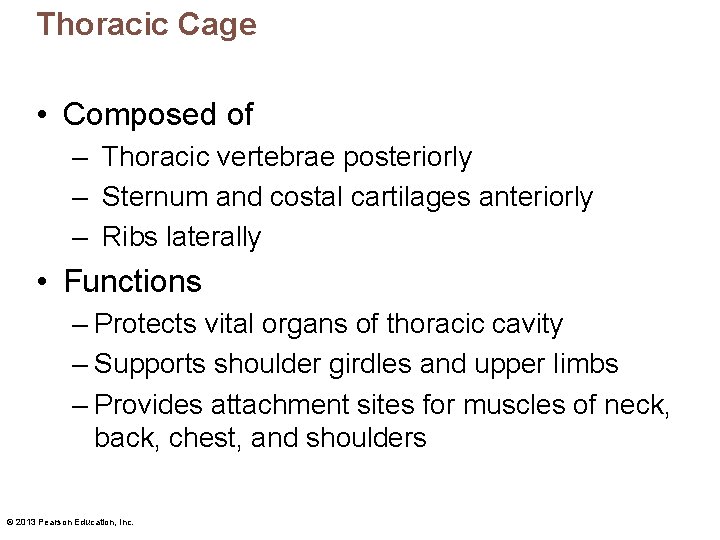 Thoracic Cage • Composed of – Thoracic vertebrae posteriorly – Sternum and costal cartilages