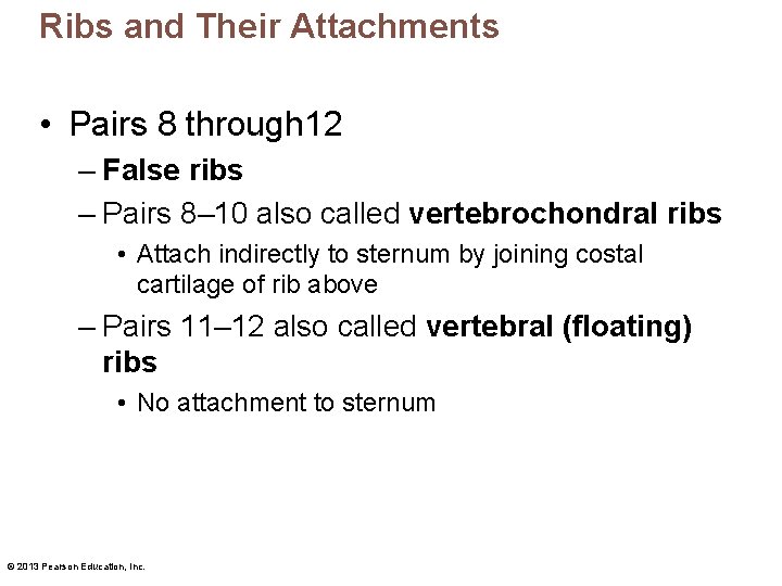 Ribs and Their Attachments • Pairs 8 through 12 – False ribs – Pairs