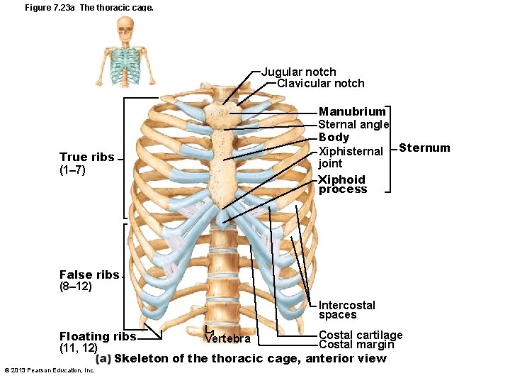 Figure 7. 23 a The thoracic cage. Jugular notch Clavicular notch True ribs (1–