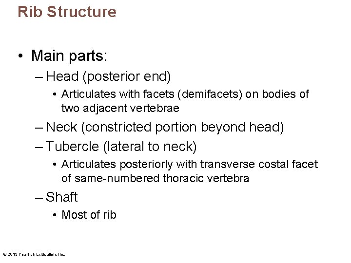 Rib Structure • Main parts: – Head (posterior end) • Articulates with facets (demifacets)