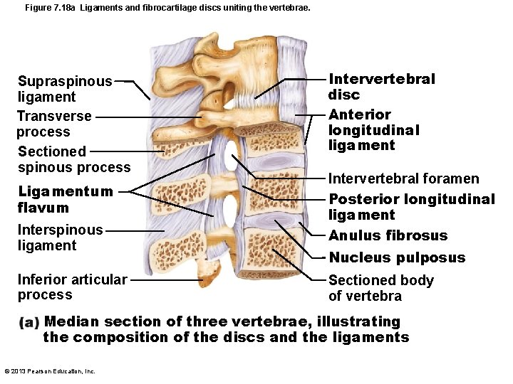 Figure 7. 18 a Ligaments and fibrocartilage discs uniting the vertebrae. Supraspinous ligament Transverse