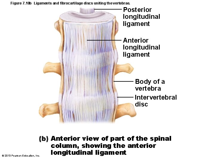 Figure 7. 18 b Ligaments and fibrocartilage discs uniting the vertebrae. Posterior longitudinal ligament