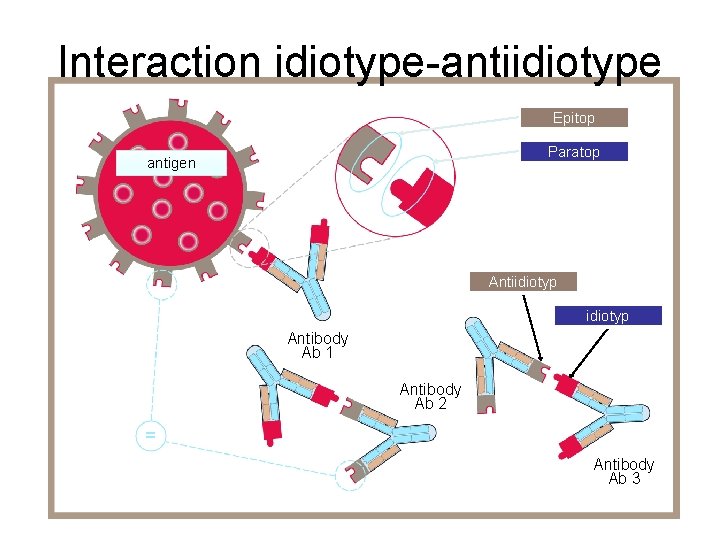 Interaction idiotype-antiidiotype Epitop Paratop antigen Antiidiotyp Antibody Ab 1 Antibody Ab 2 Antibody Ab