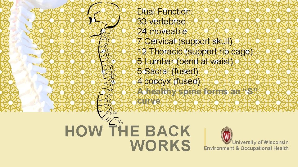 Dual Function: 33 vertebrae 24 moveable 7 Cervical (support skull) 12 Thoracic (support rib