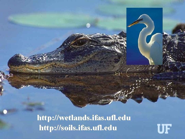 10/3/2020 http: //wetlands. ifas. ufl. edu http: //soils. ifas. ufl. edu WBL 106 