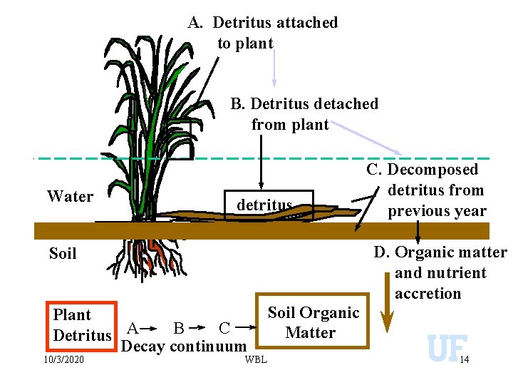 A. Detritus attached to plant B. Detritus detached from plant Water detritus D. Organic