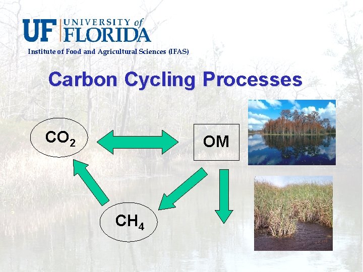 Institute of Food and Agricultural Sciences (IFAS) Carbon Cycling Processes CO 2 OM CH