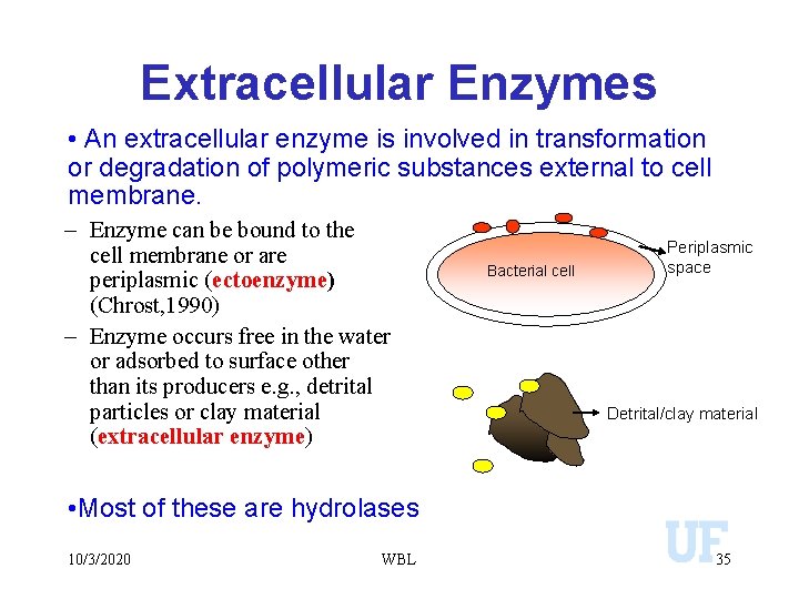 Extracellular Enzymes • An extracellular enzyme is involved in transformation or degradation of polymeric