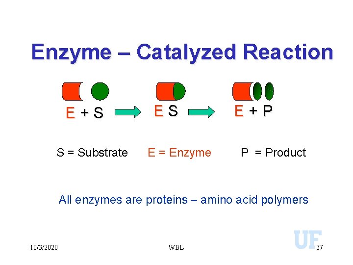 Enzyme – Catalyzed Reaction E+S S = Substrate ES E = Enzyme E+P P