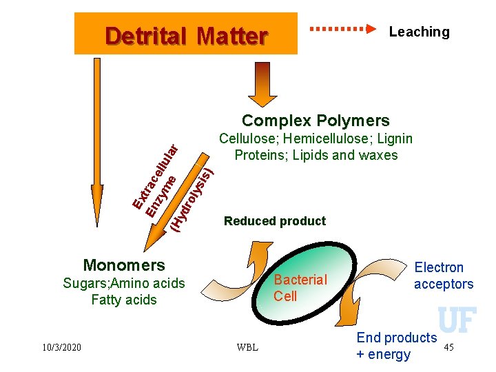 Detrital Matter Leaching Ex En trac zy ell me ula r (H yd ro