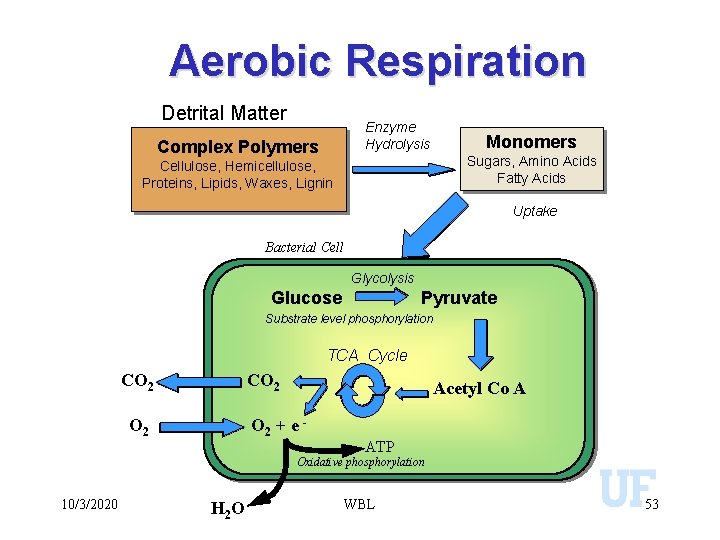 Aerobic Respiration Detrital Matter Enzyme Hydrolysis Complex Polymers Monomers Sugars, Amino Acids Fatty Acids