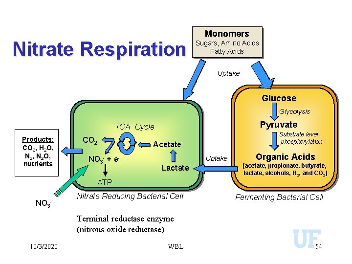 Nitrate Respiration Monomers Sugars, Amino Acids Fatty Acids Uptake Glucose Glycolysis Pyruvate TCA Cycle