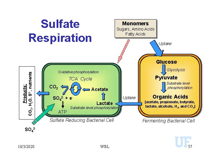 Sulfate Respiration Monomers Sugars, Amino Acids Fatty Acids Uptake Products: CO 2, H 2