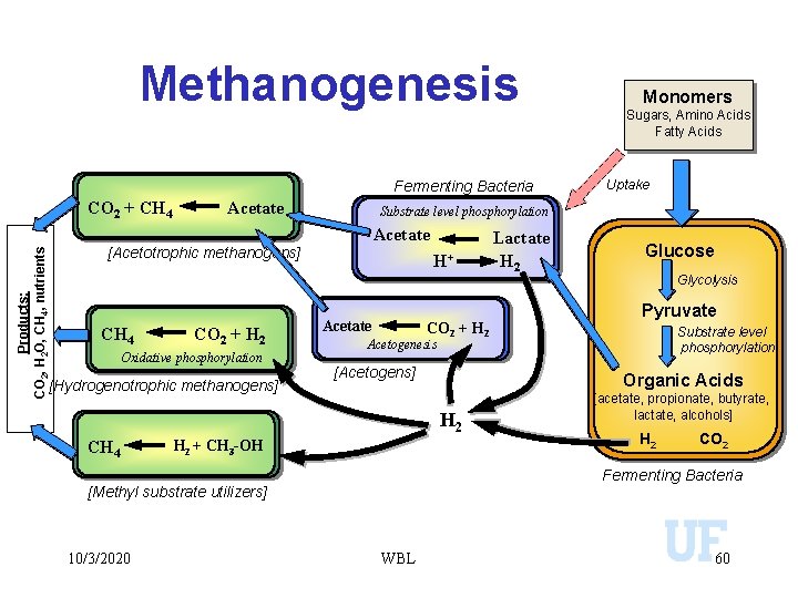 Methanogenesis Fermenting Bacteria CO 2 + CH 4 Acetate Products: CO 2, H 2