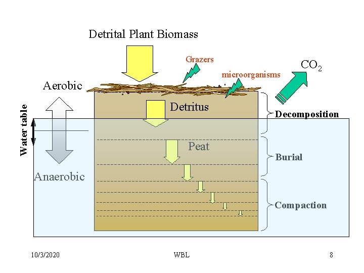 Detrital Plant Biomass Grazers microorganisms Aerobic Water table Detritus Peat CO 2 Decomposition Burial