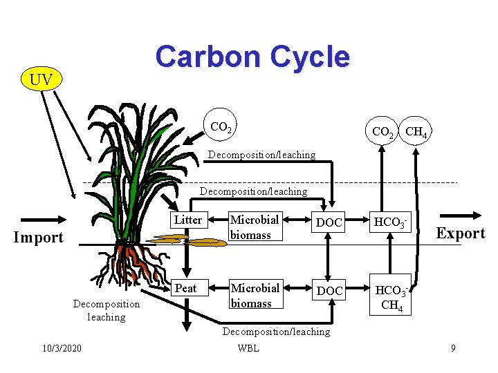 Carbon Cycle UV CO 2 CH 4 Decomposition/leaching Litter Microbial biomass DOC HCO 3