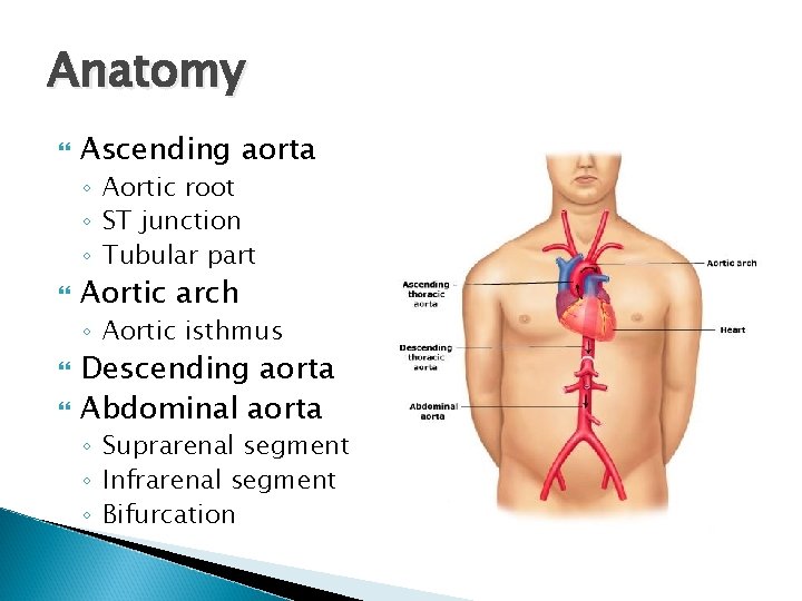 Anatomy Ascending aorta ◦ Aortic root ◦ ST junction ◦ Tubular part Aortic arch