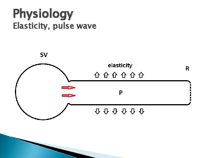 Physiology Elasticity, pulse wave 