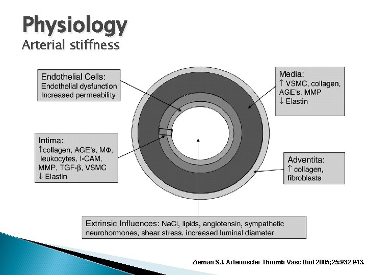 Physiology Arterial stiffness Zieman SJ. Arterioscler Thromb Vasc Biol 2005; 25: 932 -943. 