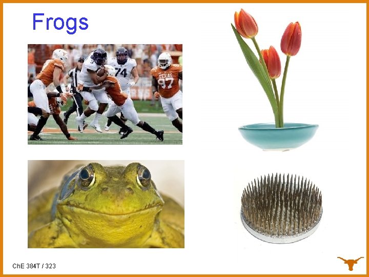 Frogs Ch. E 384 T / 323 