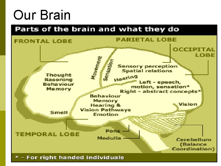 Our Brain Our Brain