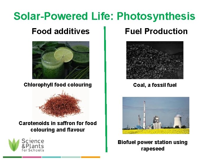 Solar-Powered Life: Photosynthesis Food additives Chlorophyll food colouring Fuel Production Coal, a fossil fuel