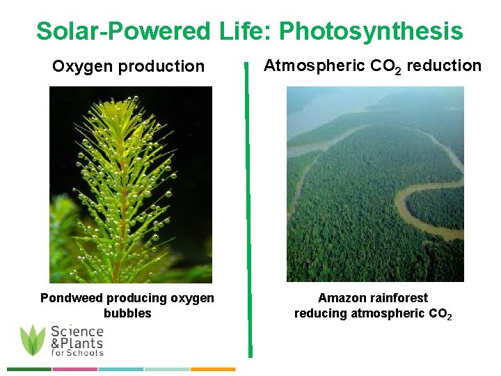 Solar-Powered Life: Photosynthesis Oxygen production Atmospheric CO 2 reduction Pondweed producing oxygen bubbles Amazon